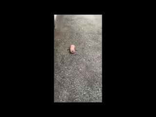 video by eavesdropped sassovo
