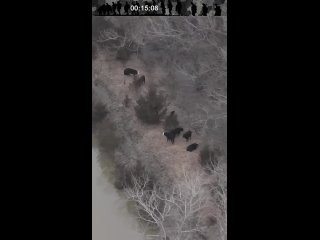 helicopters "chinuk" drop hay for cattle that suffered from flood